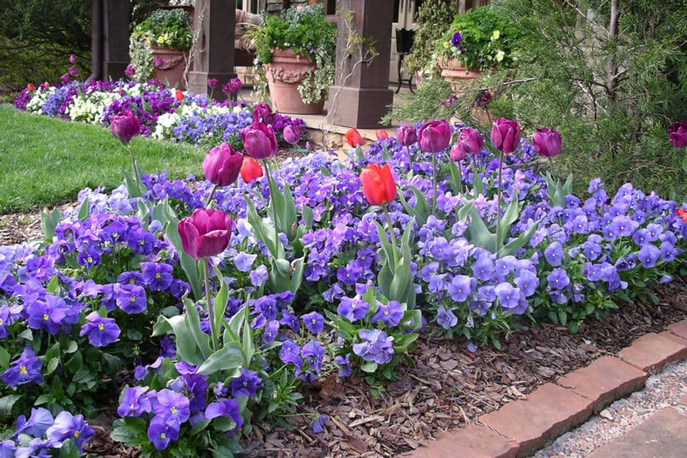 Fabulous Fall & Winter Seasonal Color-Welcoming Spring With Rising Tulips